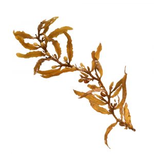 sargassum (seaweed)