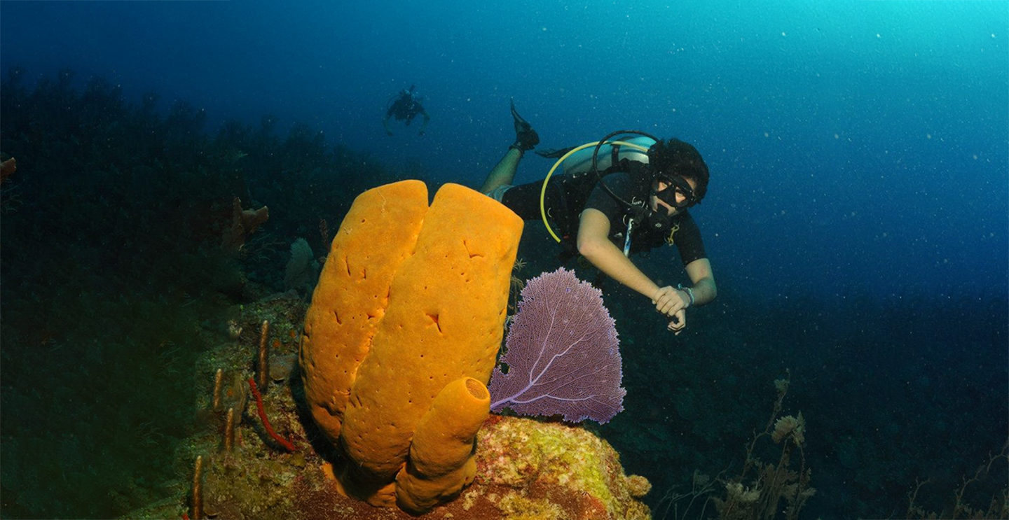 Juan Carlos Villaseñoz-Derbez views a large yellow tube sponge (Aplysina Insularis) on a recreational dive off the Yucatan peninsula.